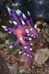 Flabellina exoptata.  Ningaloo Reef, Western Australia.  ... by Ross Gudgeon 